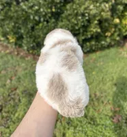 Bunny, a female Aussiedoodle and Bernedoodle for sale in Hickory, NC – Photo 2 of 2