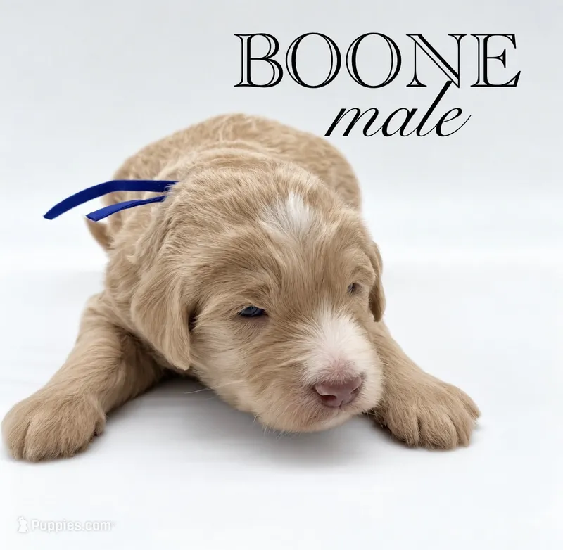 Boone – Aussiedoodle puppy for sale in Hickory, NC