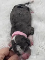 Carolina, a female Bernedoodle for sale in Hickory, NC – 6 of 6