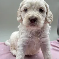 Cameo, a male Cockapoo for sale in Hickory, NC – Photo 1 of 3