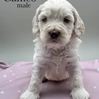 Cameo, a male Cockapoo for sale in Hickory, NC – Photo 2 of 3