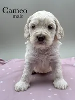 Cameo, a male Cockapoo for sale in Hickory, NC – Photo 2 of 3