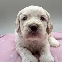 Cameo, a male Cockapoo for sale in Hickory, NC – Photo 3 of 3