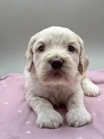 Cameo, a male Cockapoo for sale in Hickory, NC – Photo 3 of 3
