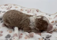 Savannah, a female Bernedoodle for sale in Hickory, NC – 3 of 9
