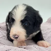 Domino, a male Bernedoodle for sale in Hickory, NC – Photo 4 of 5