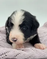 Domino, a male Bernedoodle for sale in Hickory, NC – Photo 4 of 5