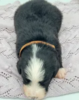 Domino, a male Bernedoodle for sale in Hickory, NC – Photo 5 of 5