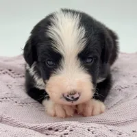 Domino, a male Bernedoodle for sale in Hickory, NC – Photo 2 of 5