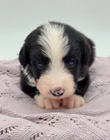 Domino, a male Bernedoodle for sale in Hickory, NC – Photo 2 of 5