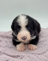 Domino, a male Bernedoodle for sale in Hickory, NC – Photo 3 of 5