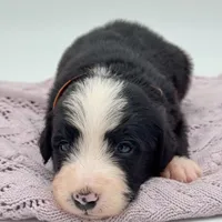 Domino, a male Bernedoodle for sale in Hickory, NC – Photo 1 of 5