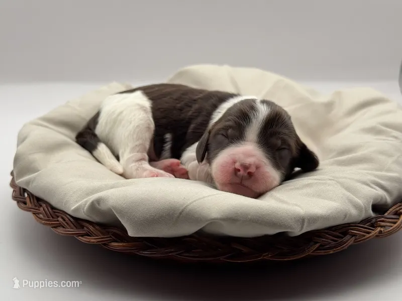 Maverick  – Aussiedoodle puppy for sale in Hickory, NC