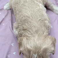 Clover , a female Aussiedoodle for sale in Hickory, NC – Photo 3 of 3