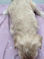 Clover , a female Aussiedoodle for sale in Hickory, NC – Photo 3 of 3