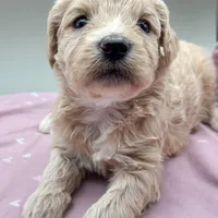 Clover , a female Aussiedoodle for sale in Hickory, NC – Photo 2 of 3