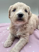 Clover , a female Aussiedoodle for sale in Hickory, NC – Photo 2 of 3