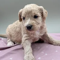 Clover , a female Aussiedoodle for sale in Hickory, NC – Photo 1 of 3