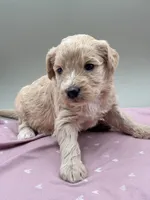 Clover , a female Aussiedoodle for sale in Hickory, NC – Photo 1 of 3