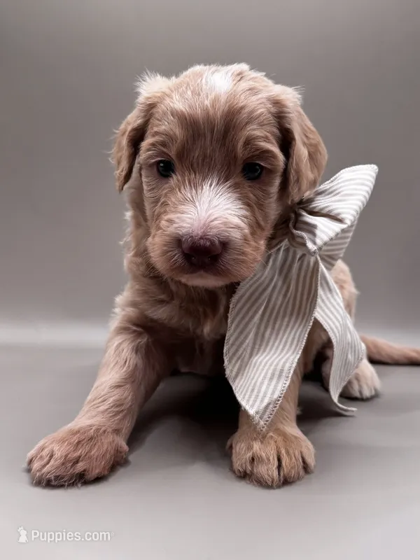 Boone – Aussiedoodle puppy for sale in Hickory, NC