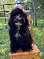 Muffin, a female Aussiedoodle and Bernedoodle for sale in Hickory, NC – 6 of 6