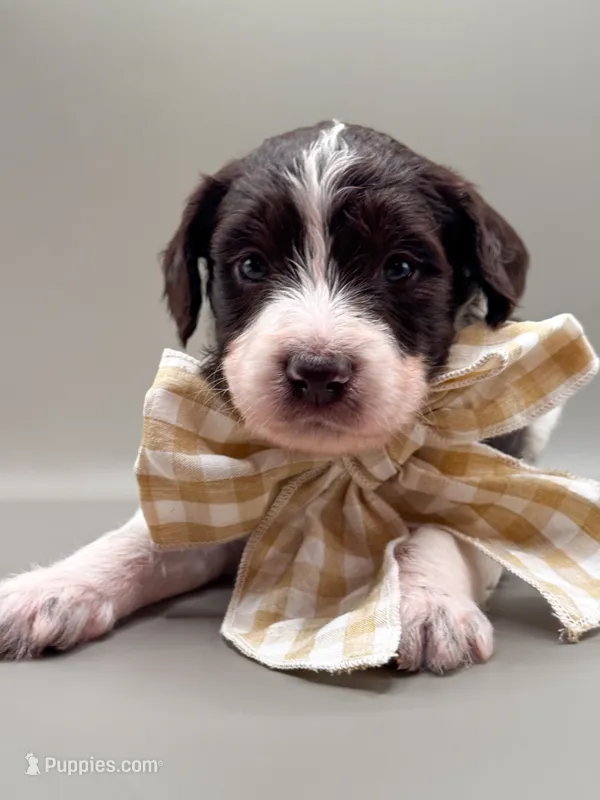 Maverick  – Aussiedoodle puppy for sale in Hickory, NC