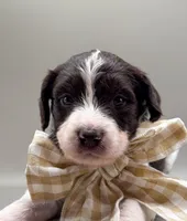 Maverick , a male Aussiedoodle for sale in Hickory, NC – 2 of 6