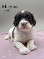 Magnus, a male Cockapoo for sale in Hickory, NC – Photo 2 of 3