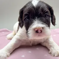 Magnus, a male Cockapoo for sale in Hickory, NC – Photo 1 of 3