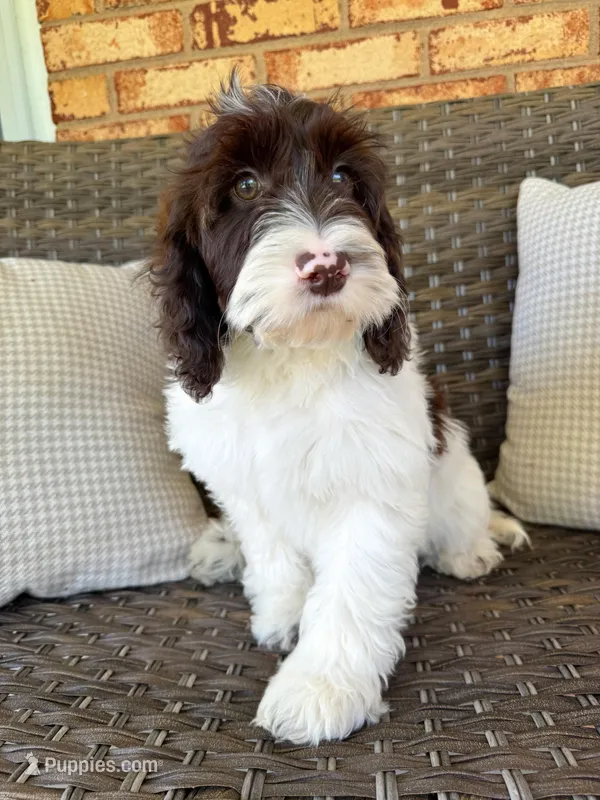 Magnus – Cockapoo puppy for sale in Hickory, NC