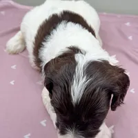 Magnus, a male Cockapoo for sale in Hickory, NC – Photo 3 of 3