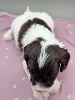 Magnus, a male Cockapoo for sale in Hickory, NC – Photo 3 of 3