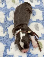 Cocoa, a male Aussiedoodle and Bernedoodle for sale in Hickory, NC – Photo 2 of 2