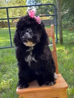 Muffin, a female Aussiedoodle and Bernedoodle for sale in Hickory, NC – 5 of 6