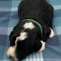 Panda, a male Bernedoodle for sale in Hickory, NC – Photo 2 of 2