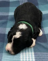 Panda, a male Bernedoodle for sale in Hickory, NC – Photo 2 of 2