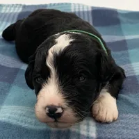 Panda, a male Bernedoodle for sale in Hickory, NC – Photo 1 of 2