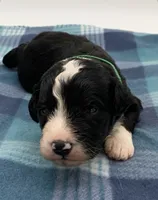Panda, a male Bernedoodle for sale in Hickory, NC – Photo 1 of 2