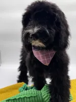 Fernie, a female Aussiedoodle and Bernedoodle for sale in Hickory, NC – 7 of 8