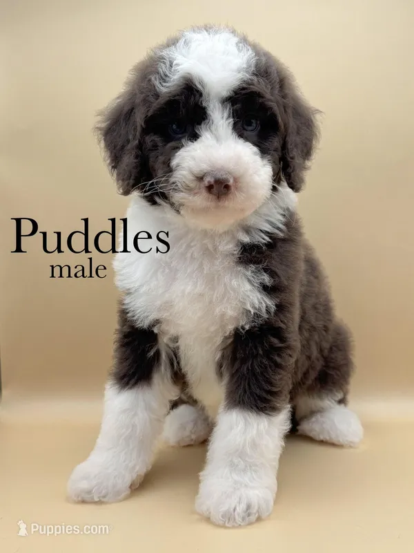 Puddles – Aussiedoodle, Bernedoodle puppy for sale in Hickory, NC