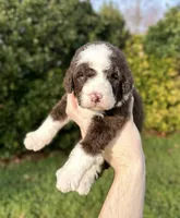 Puddles, a male Aussiedoodle and Bernedoodle for sale in Hickory, NC – Photo 1 of 2