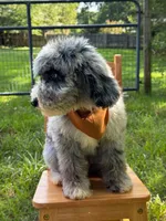 Gravy, a male Aussiedoodle and Bernedoodle for sale in Hickory, NC – 5 of 6