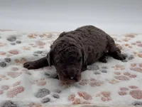 Nash, a male Bernedoodle for sale in Hickory, NC – 2 of 6