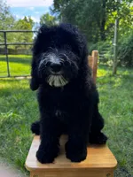 Fernie, a female Aussiedoodle and Bernedoodle for sale in Hickory, NC – 4 of 6