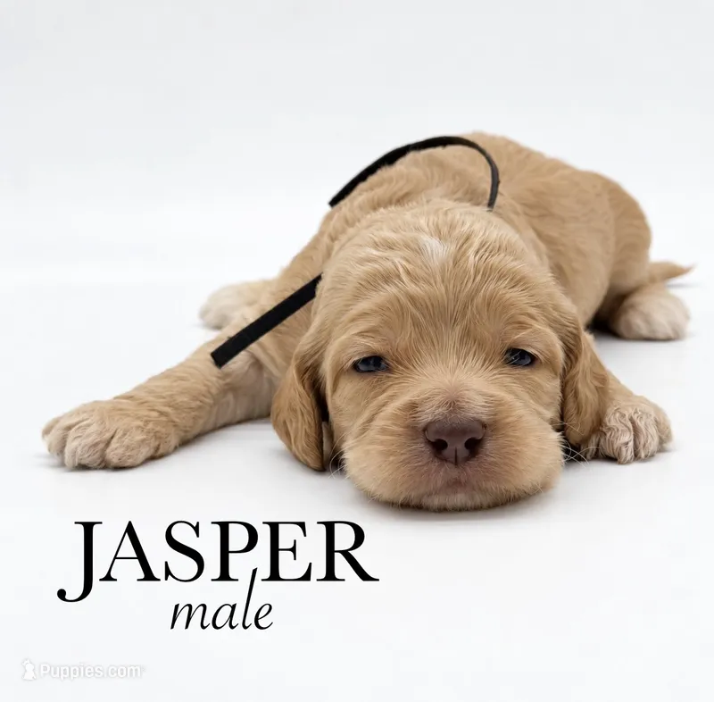 Jasper – Cockapoo puppy for sale in Hickory, NC
