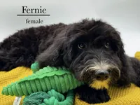 Fernie, a female Aussiedoodle and Bernedoodle for sale in Hickory, NC – 5 of 8