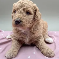 Shamrock, a female Aussiedoodle for sale in Hickory, NC – Photo 2 of 3
