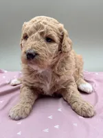 Shamrock, a female Aussiedoodle for sale in Hickory, NC – Photo 2 of 3