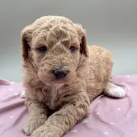 Shamrock, a female Aussiedoodle for sale in Hickory, NC – Photo 1 of 3