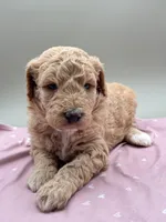 Shamrock, a female Aussiedoodle for sale in Hickory, NC – Photo 1 of 3